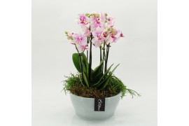 Phalaenopsis PHAL-2628RZ Phalaenopsis creatie 4 pp
