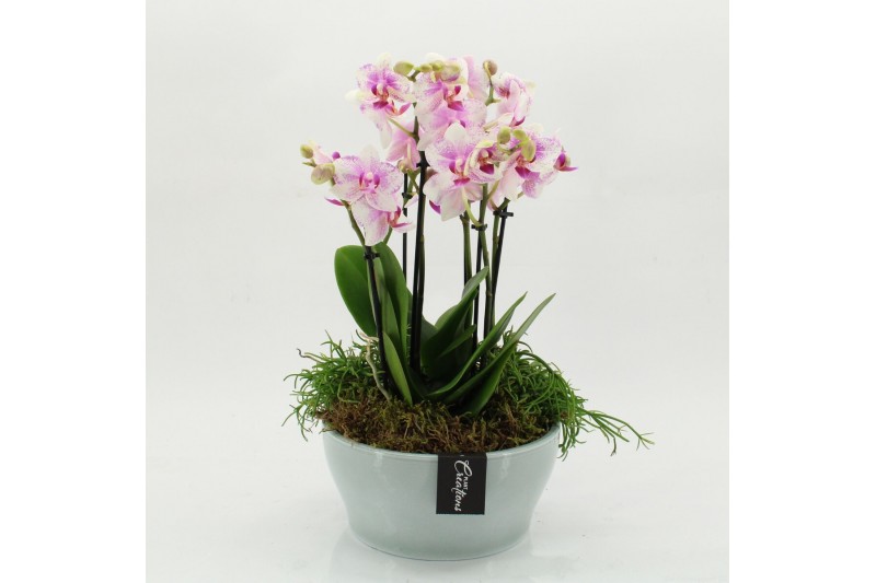 Phalaenopsis PHAL-2628RZ Phalaenopsis creatie 4 pp 