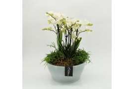 Phalaenopsis PHAL-2628W Phalaenopsis creatie 4 pp