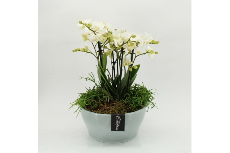 Phalaenopsis PHAL-2628W Phalaenopsis creatie 4 pp 
