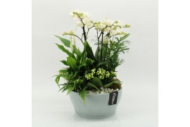Phalaenopsis PHAL-2629W Phalaenopsis creatie 5 pp