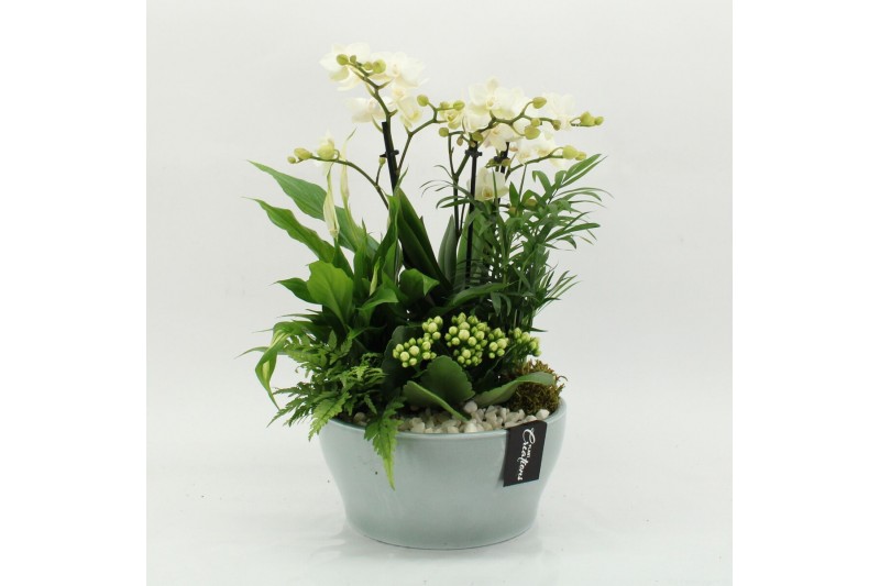 Phalaenopsis PHAL-2629W Phalaenopsis creatie 5 pp 