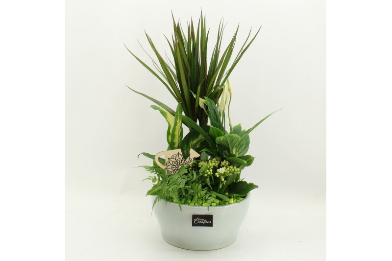 Arrangementen kamerplanten FDCR-2612GR Basic Fundamentals 5 pp 