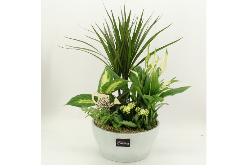 Arrangementen kamerplanten FDCR-2612W Basic Fundamentals 5 pp 