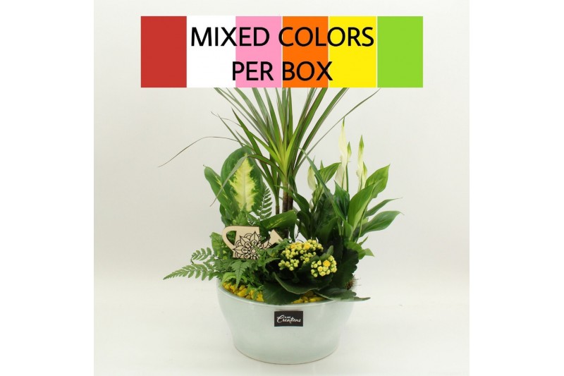 Arrangementen kamerplanten FDCR-2612M Basic Fundamentals 5 pp 