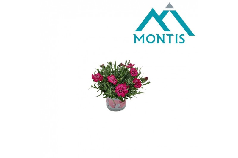 Dianthus diantica early love 