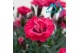 Dianthus diantica early love 