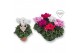Cyclamen pers. super serie merengue Cyclamen Exclusive® Merengue Mix 2 