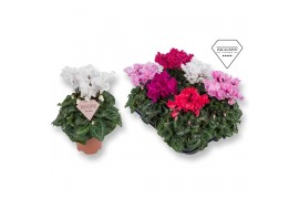 Cyclamen pers. super serie merengue Cyclamen Exclusive® Merengue Mix 2