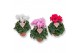Cyclamen pers. super serie merengue Cyclamen Exclusive® Merengue Mix 2 