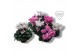 Cyclamen pers. super serie merengue Cyclamen Exclusive® Merengue Roze  