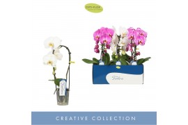 Phalaenopsis mix Fontano Mix 1 spike7 bl. 1 tak/plnt 350 gram