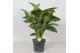 Dieffenbachia seguine reeva Dieffenbachia Reeva4 pp 