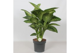 Dieffenbachia seguine reeva Dieffenbachia Reeva4 pp