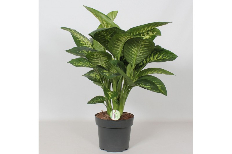 Dieffenbachia seguine reeva Dieffenbachia Reeva4 pp 