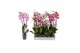 Phalaenopsis mix Phalaenopsis 6 color mix, 3-spike 22+ 22 bl. 3 tak/pl 
