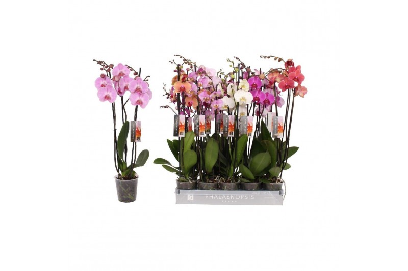 Phalaenopsis mix Phalaenopsis 6 color mix, 3-spike 22+ 22 bl. 3 tak/pl 