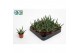 Aloe Aloë Jaco 