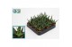 Aloe Aloë Jaco 