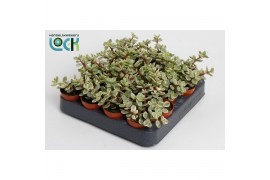 Portulacaria afra variagata Portulacaria Afra Varigata2 pp