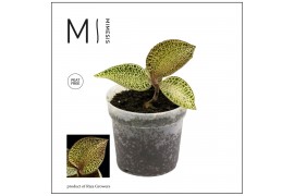 Macodes petola Mimesis Jewel Orchid KARMA Ludisia Topaz - 7cm2 pp