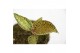Macodes petola Mimesis Jewel Orchid KARMA Ludisia Topaz - 7cm2 pp 