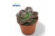 Echeveria Echeveria Melacooverige bl. 