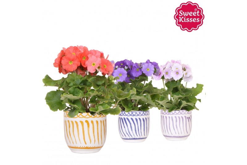 Primula obconica touch me mix Primula Obconica Sweet Kisses mix in Gra 