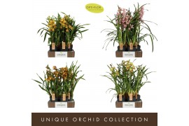 Cymbidium Cymbidium Diversen 4 spike 4 tak/plnt