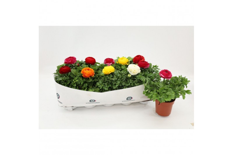Ranunculus Ranunculus Sprinkles Mix1 pp 