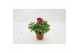 Ranunculus Ranunculus Sprinkles Mix1 pp 