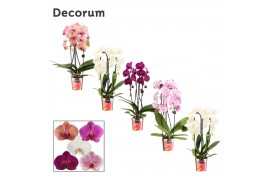 Phalaenopsis mix Phalaenopsis cascade 2 tak mix (Decorum)14 bl. 2 tak/