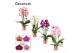 Phalaenopsis mix Phalaenopsis cascade 2 tak mix (Decorum)14 bl. 2 tak/ 