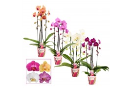 Phalaenopsis mix Phalaenopsis cascade 2 tak mix (Scenza)14 bl. 2 tak/p