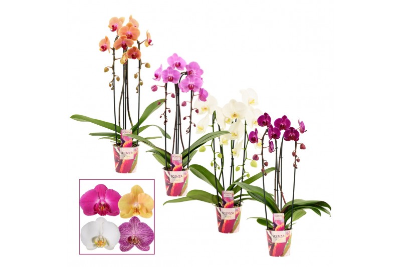 Phalaenopsis mix Phalaenopsis cascade 2 tak mix (Scenza)14 bl. 2 tak/p 