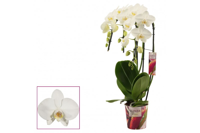 Phalaenopsis wit Phalaenopsis triple cascade wit (Scenza)18 bl. 3 tak/ 