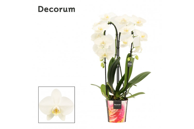 Phalaenopsis wit Phalaenopsis cascade 2 tak wit (Decorum)14 bl. 2 tak/ 