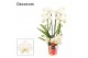 Phalaenopsis wit Phalaenopsis twirl wit (Decorum)18 bl. 3 tak/plnt 