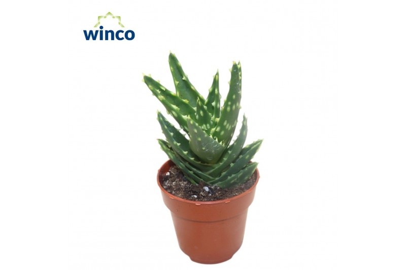 Aloe Aloe Mitriformis 