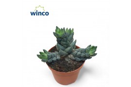 Haworthia Haworthia Reinwardtii (group)