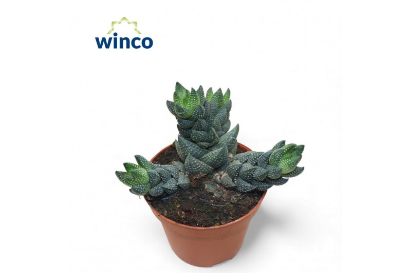 Haworthia Haworthia Reinwardtii (group) 