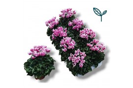 Cyclamen pers. super serie compact fuji Cyclaam-FUJI ROZE 20 cm diamet