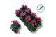 Cyclamen pers. metis fantasia Cyclamen-FANTASIA PAARS 17 cm diameter p 