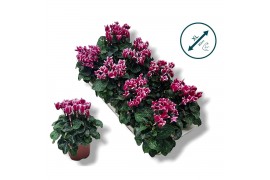Cyclamen pers. metis fantasia Cyclamen-FANTASIA PAARS 17 cm diameter p