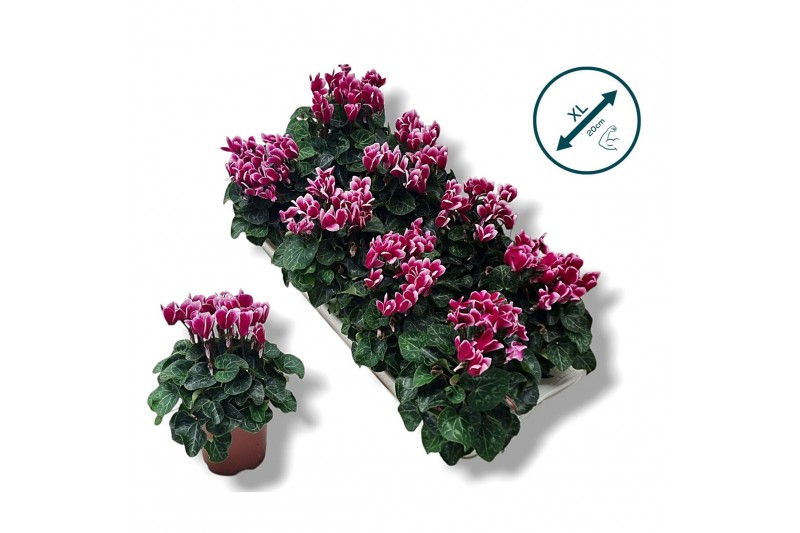 Cyclamen pers. metis fantasia Cyclamen-FANTASIA PAARS 17 cm diameter p 