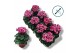 Cyclamen pers. metis fantasia Cyclamen-FANTASIA ROZE 17 cm diameter ro 