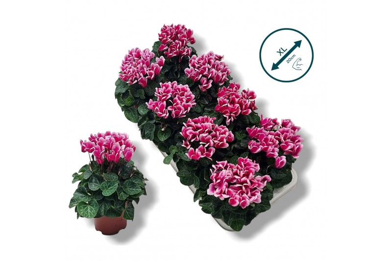 Cyclamen pers. metis fantasia Cyclamen-FANTASIA ROZE 17 cm diameter ro 
