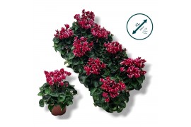 Cyclamen pers. metis fantasia Cyclamen-FANTASIA WIJNROOD 20 cm diamete