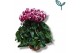 Cyclamen pers. metis fantasia Cyclamen-FANTASIA WIJNROOD 20 cm diamete 