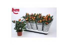 Rosa estoril beau monde Rosa Estoril Beau Monde (12 cm)5 bl.